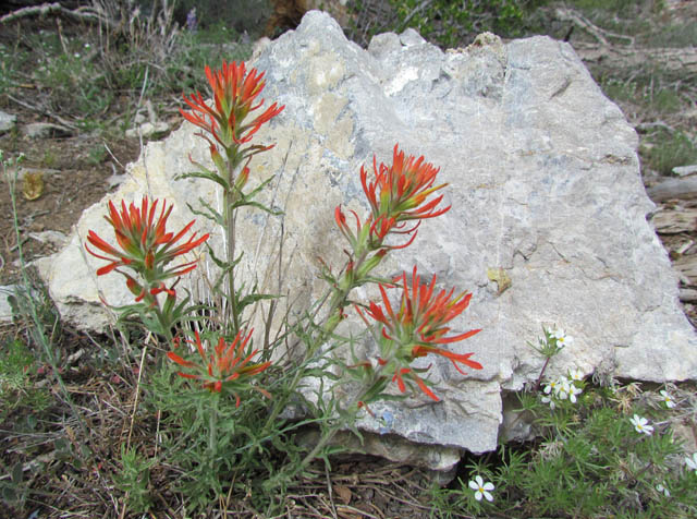 Indian Paintbrush